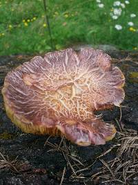 Gymnopilus thiersii image