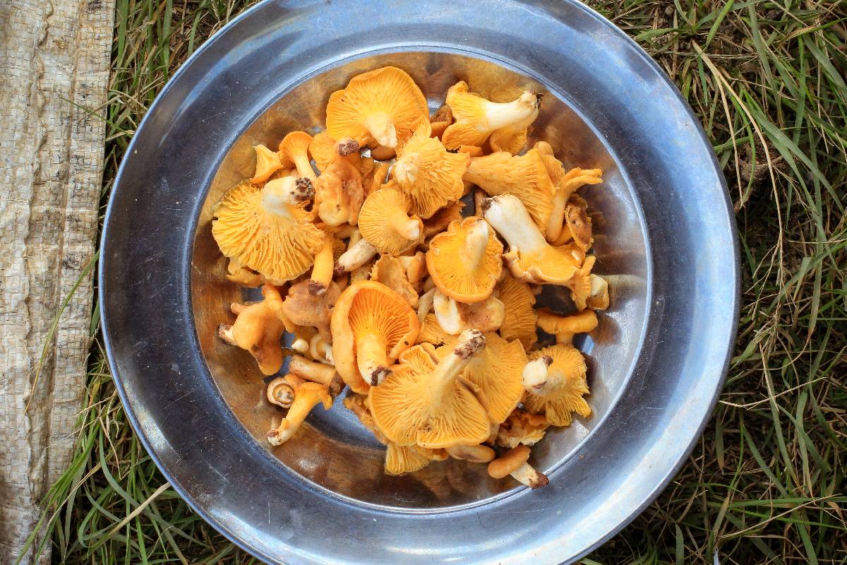 Cantharellus eucalyptorum image