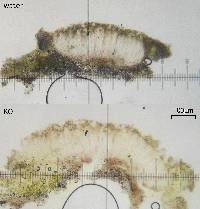 Rhizocarpon cinereovirens image
