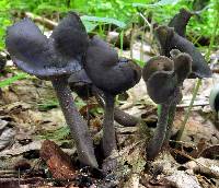 Helvella atra image