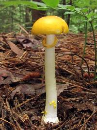 Amanita elongata image