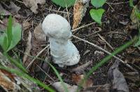 Hypomyces hyalinus image