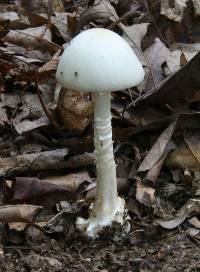 Amanita aestivalis image