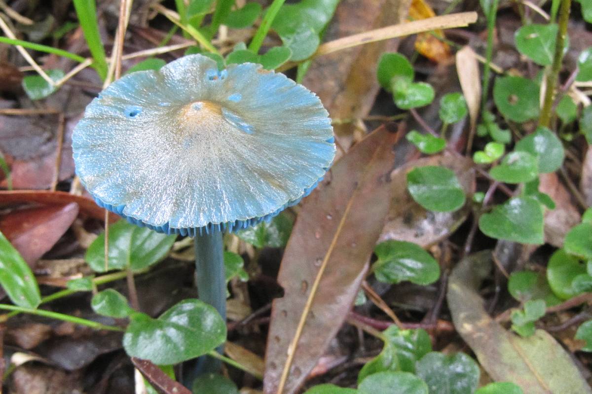 Entoloma azureoviride image