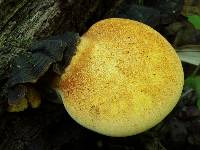 Piptoporus quercinus image