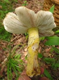 Amanita flavorubens image