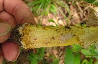 Amanita flavorubens image