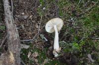 Amanita amerifulva image