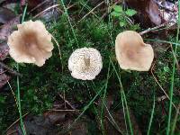 Lactarius griseus image