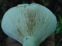 Lactarius subvellereus var. subdistans image