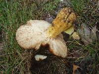 Russula mutabilis image