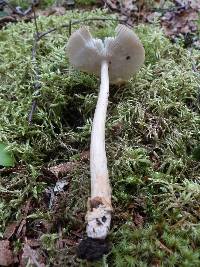 Amanita amerifulva image