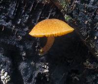 Pholiota granulosa image