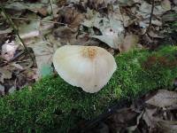 Pluteus plautus image