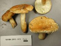 Russula ballouii image