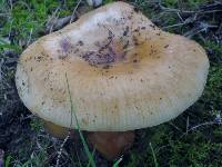 Russula grata image