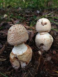 Amanita daucipes image