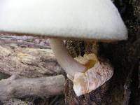 Volvariella bombycina image