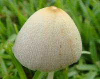 Conocybe apala image