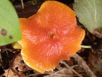 Hygrocybe aurantiosplendens image