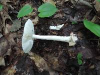 Amanita brunnescens image