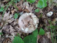 Russula cyanoxantha image