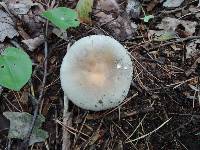 Russula modesta image