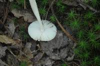 Amanita amerifulva image