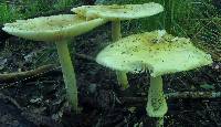 Amanita velatipes image