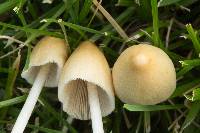 Conocybe apala image