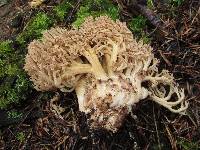 Ramaria magnipes image