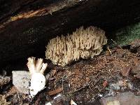 Ramaria magnipes image