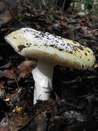 Amanita vernicoccora image