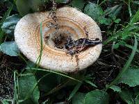 Lactarius psammicola image