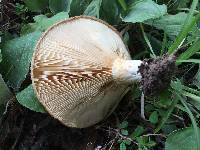 Lactarius psammicola image