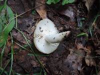 Russula pectinatoides image