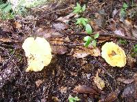 Lactarius hygrophoroides image