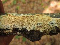 Irpex lacteus image