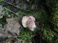 Russula rosea image