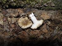 Russula sororia image