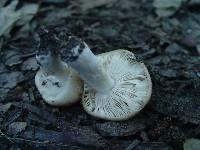 Russula sororia image