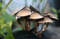 Panaeolus cinctulus image