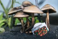 Panaeolus cinctulus image