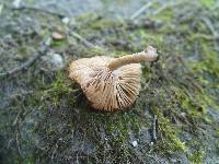 Lactarius camphoratus image