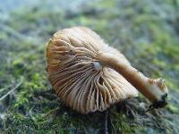 Lactarius camphoratus image