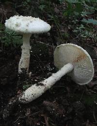 Amanita magniradix image