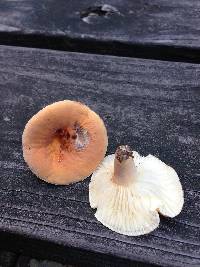 Lactarius hygrophoroides image