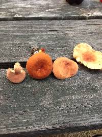 Lactarius volemus image