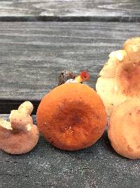 Lactarius volemus image