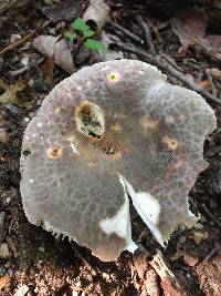 Russula crustosa image